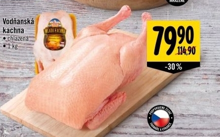 Kachna mlada vodnanska kachna