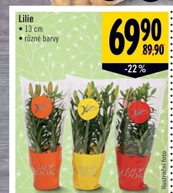 Lilie v kvetinaci