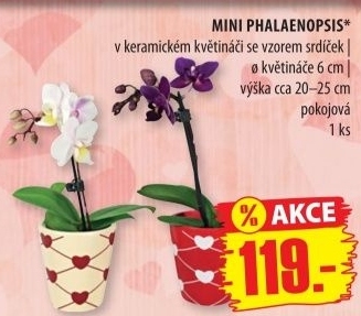 Orchidej