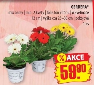Gerbera
