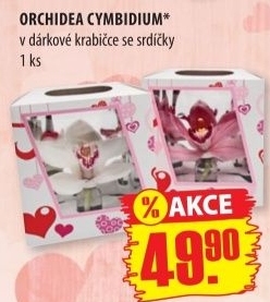 Orchidej