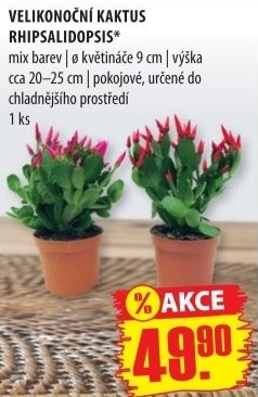 Velikonoční kaktus - Rhipsalidopsis