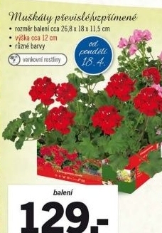 Muškáty - Pelargonie