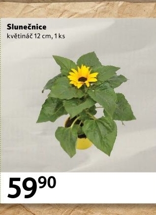 Slunečnice - Hellianthus