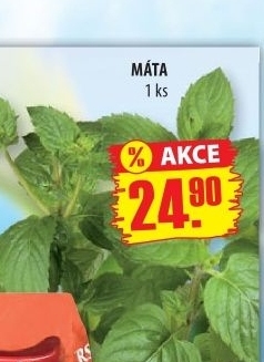 Máta čerstvá