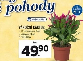 Vánoční kaktus -Schlumbergera