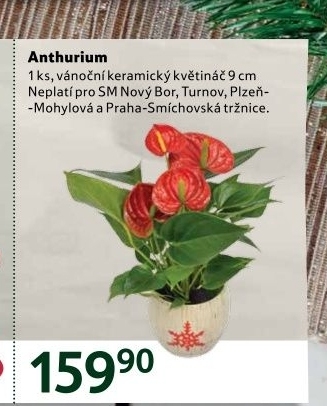 Anthurium - Toulitka