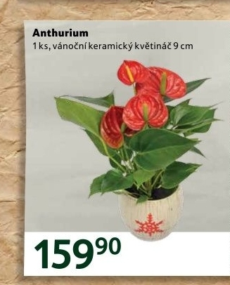 Anthurium - Toulitka