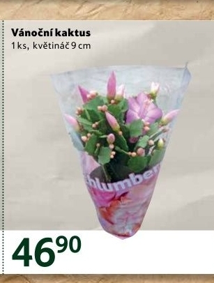 Vánoční kaktus -Schlumbergera