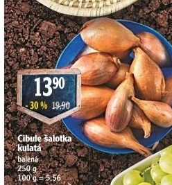 Cibule šalotka