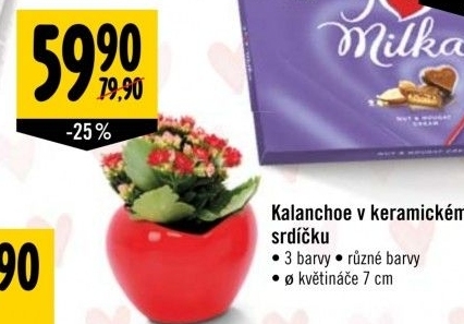 Kalanchoe - Kolopejka