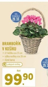 Cyclamen - Brambořík