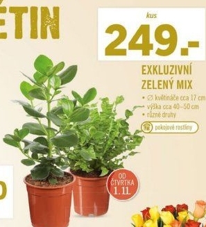 Mix zelených rostlin