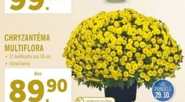 Chrysanthemum - Chryzantéma