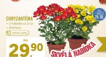 Chrysanthemum - Chryzantéma