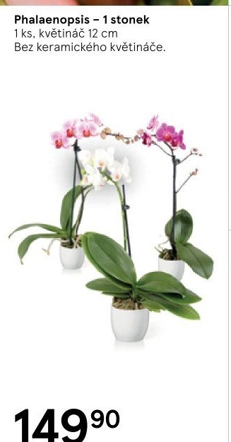 Orchidej