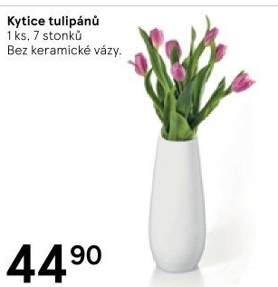 Řezané tulipány