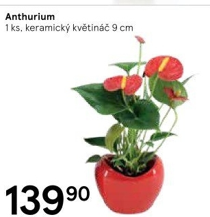 Anthurium - Toulitka