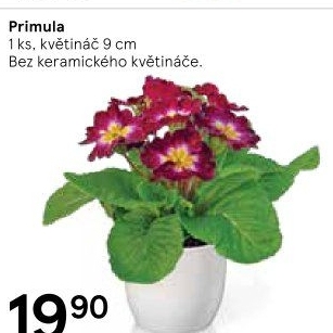 Primule - Petrklíč - Prvosenka