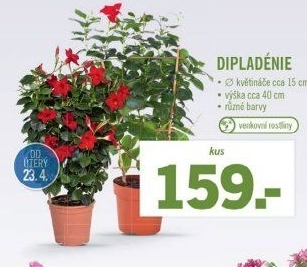 Dipladenia - Mandevila - Lidl akcniletaky.com