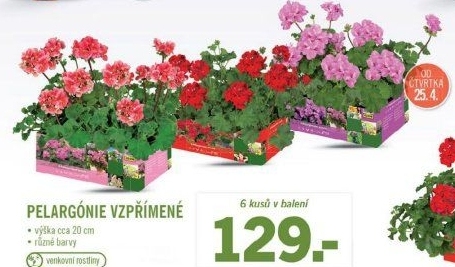 Muškáty / Pelargonie