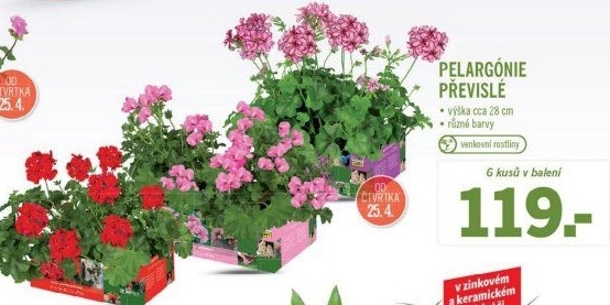 Muškáty / Pelargonie