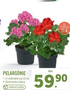 Muškáty / Pelargonie