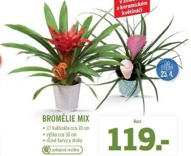 Bromelia
