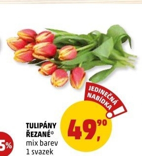Řezané tulipány