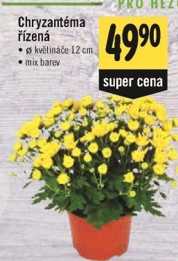 Chrysanthemum - Chryzantéma