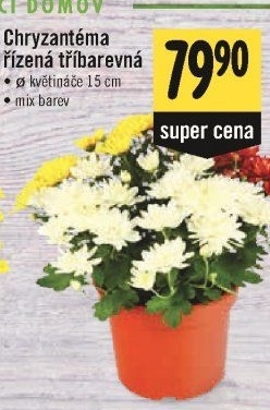 Chrysanthemum - Chryzantéma