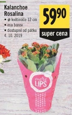 Kalanchoe - Kolopejka
