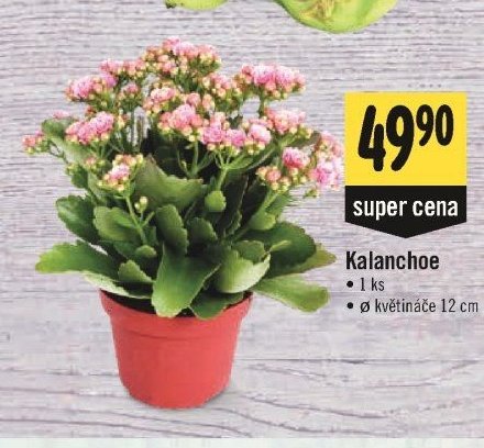 Kalanchoe