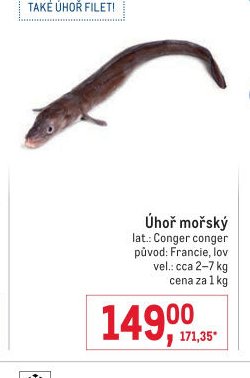 Úhoř mořský