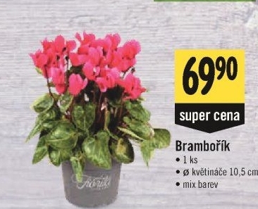 Cyclamen - Brambořík