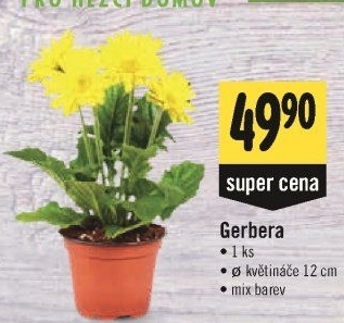Gerbera