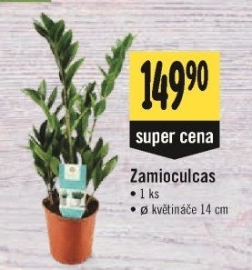 Zamioculcas - Zamiokulkas