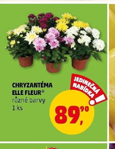 Chryzantéma Elle Fleur