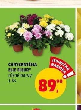 Chryzantéma Elle Fleur
