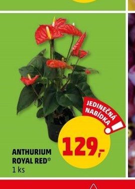 Anthurium Royal Red