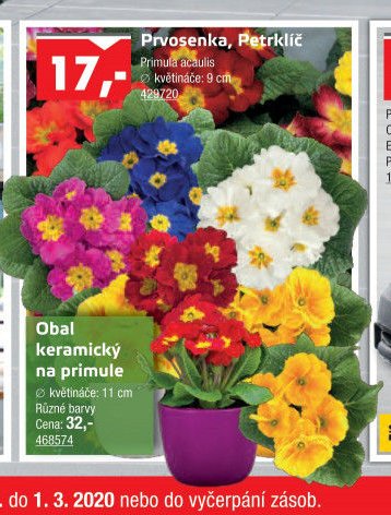 Prvosenka, Petrklíč - UNI HOBBY akcniletaky.com