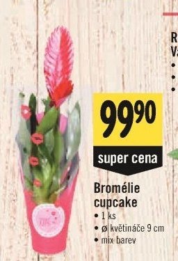 Bromélie cupcake