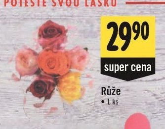 Růže