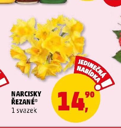 NARCISKY ŘEZANÉ 1 svazek