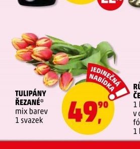 TULIPÁNY ŘEZANÉ