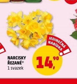 NARCISKY ŘEZANÉ