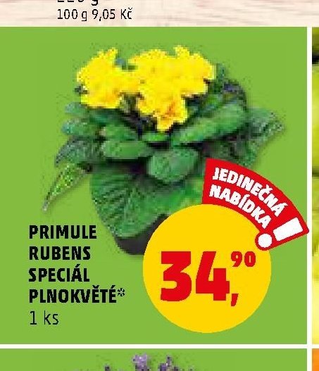 PRIMULE RUBENS SPECIÁL PLNOKVĚTÉ
