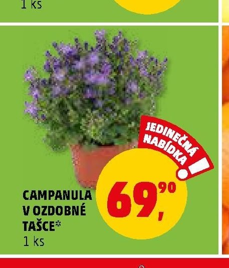 CAMPANULA V OZDOBNÉ TAŠCE