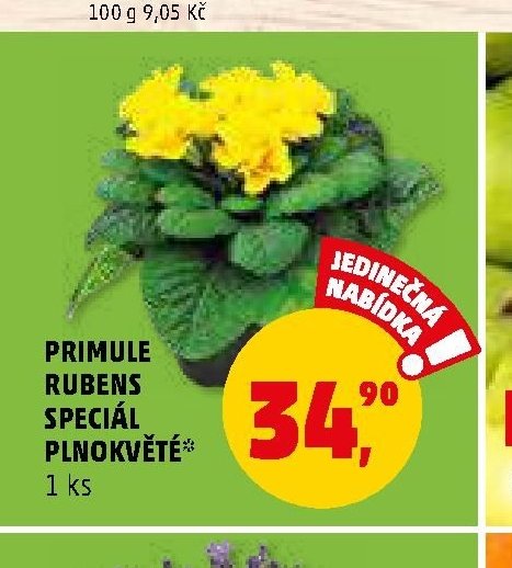 PRIMULE RUBENS SPECIÁL PLNOKVĚTÉ
