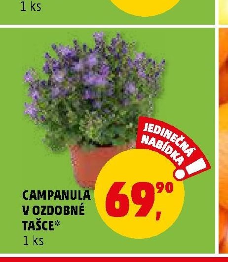 CAMPANULÁ V OZDOBNÉ TAŠCE
